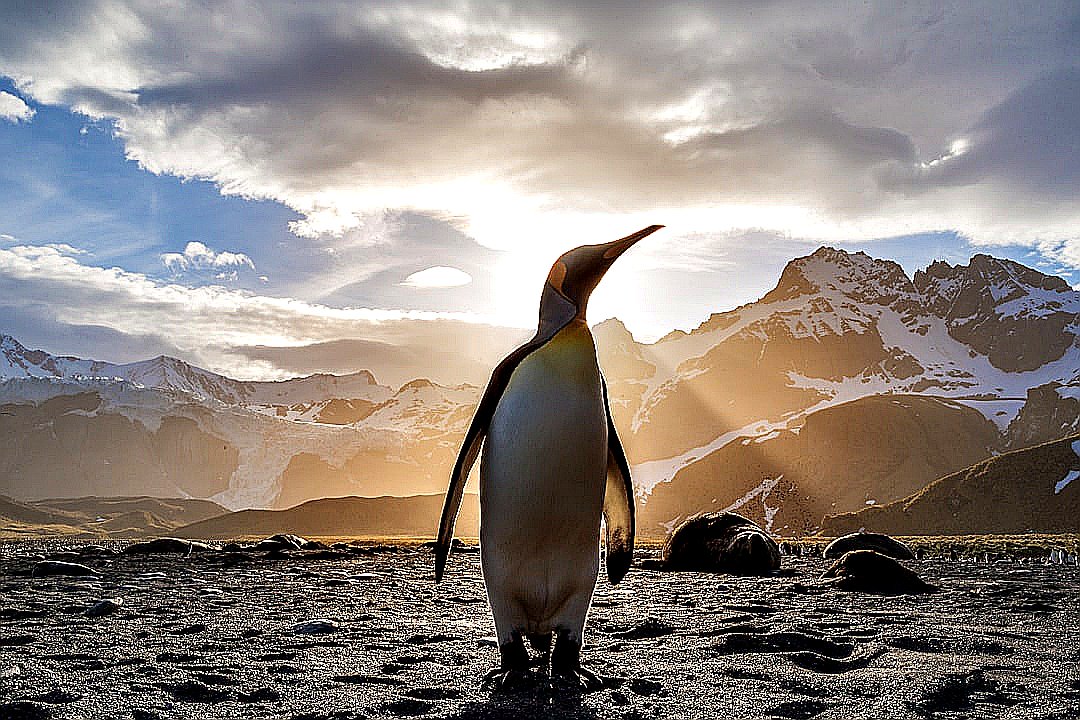 standing penguin on sand near snow covered mountain covering the sun from view at daytime