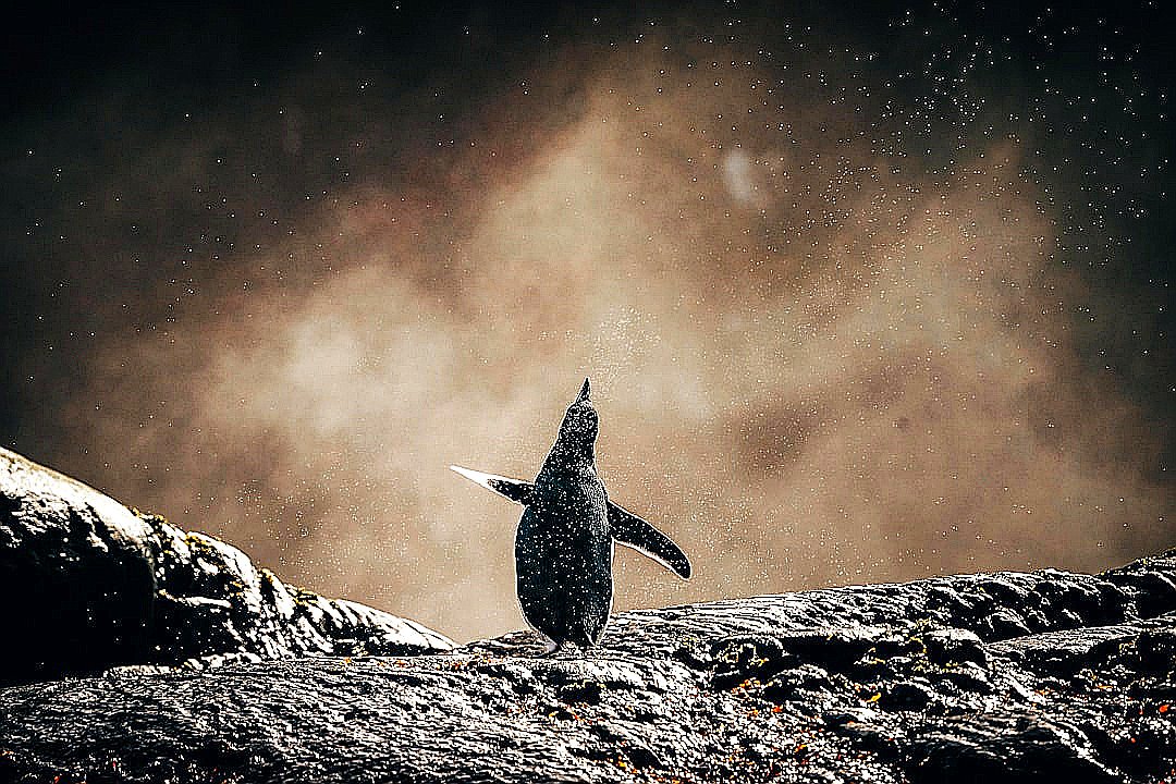 black bird on gray rock