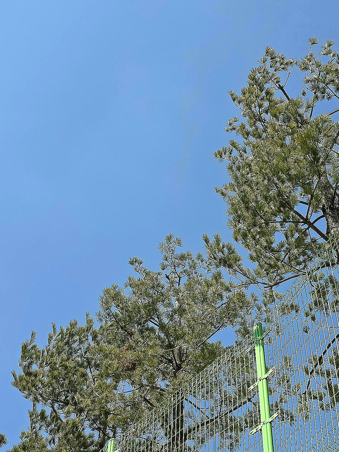 a bird perched on top of a tree next to a fence