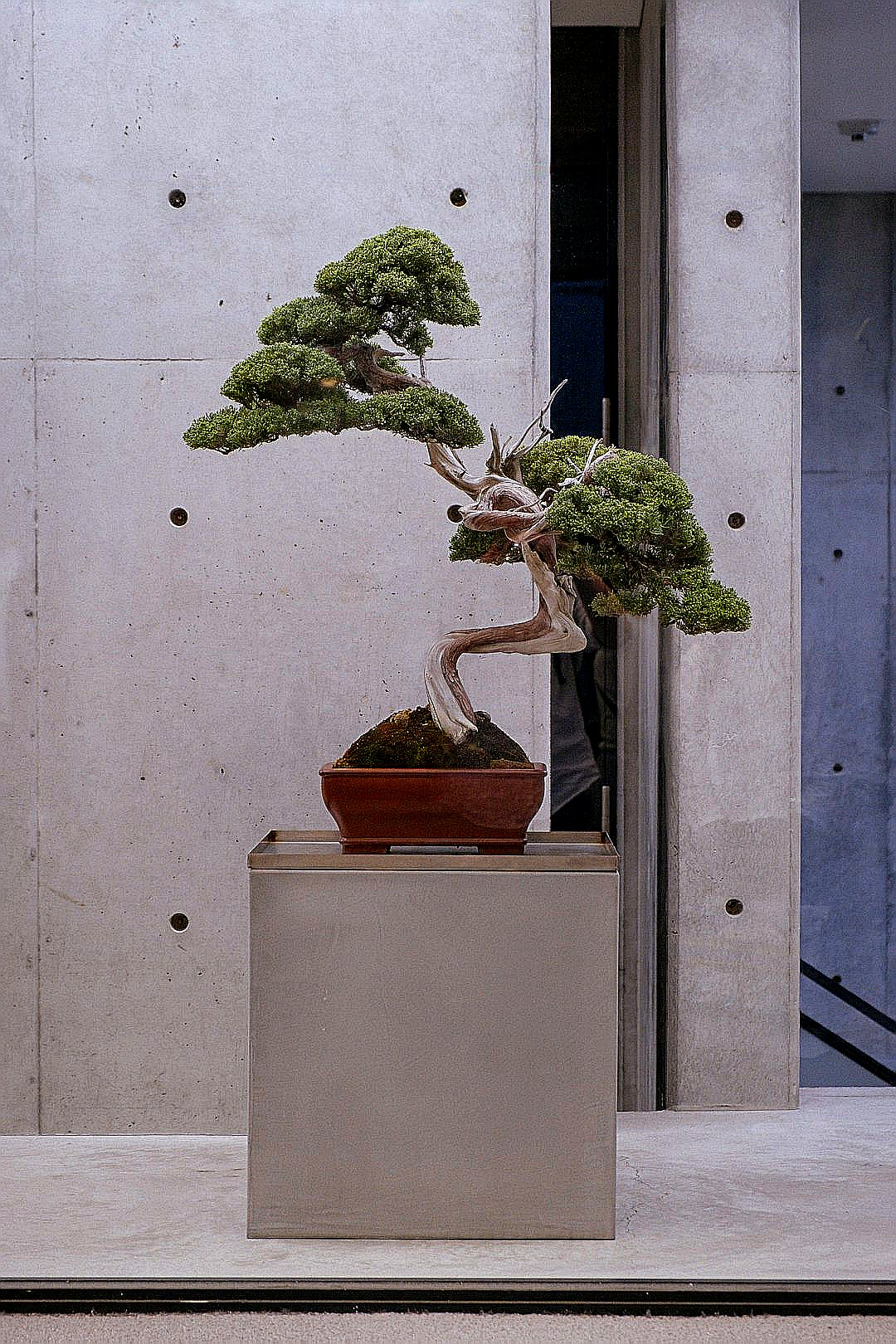 A bonsai tree sits on a pedestal.