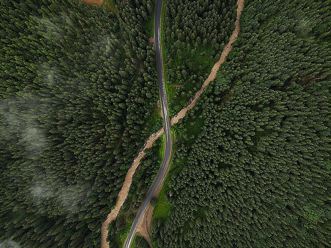 aerial view of green trees and road