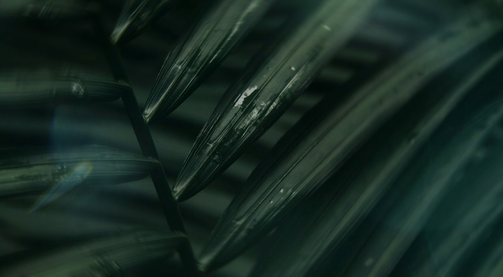Palm leaves are close-up, in dark green tones