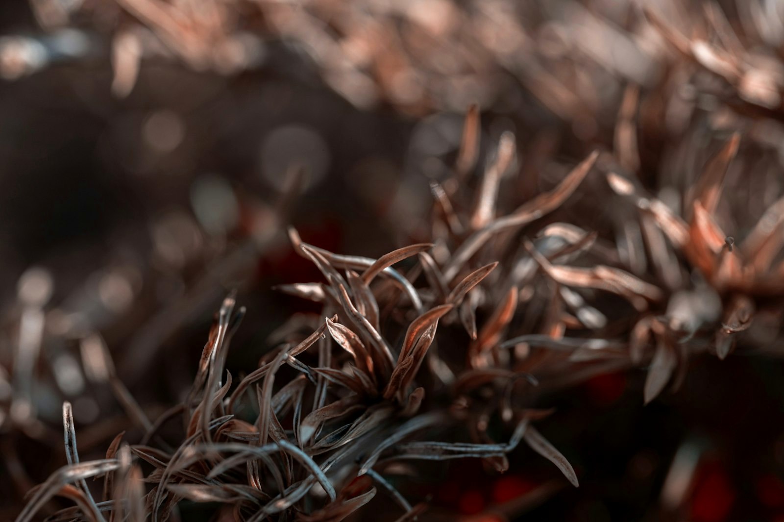 Dried plants appear in close-up detail
