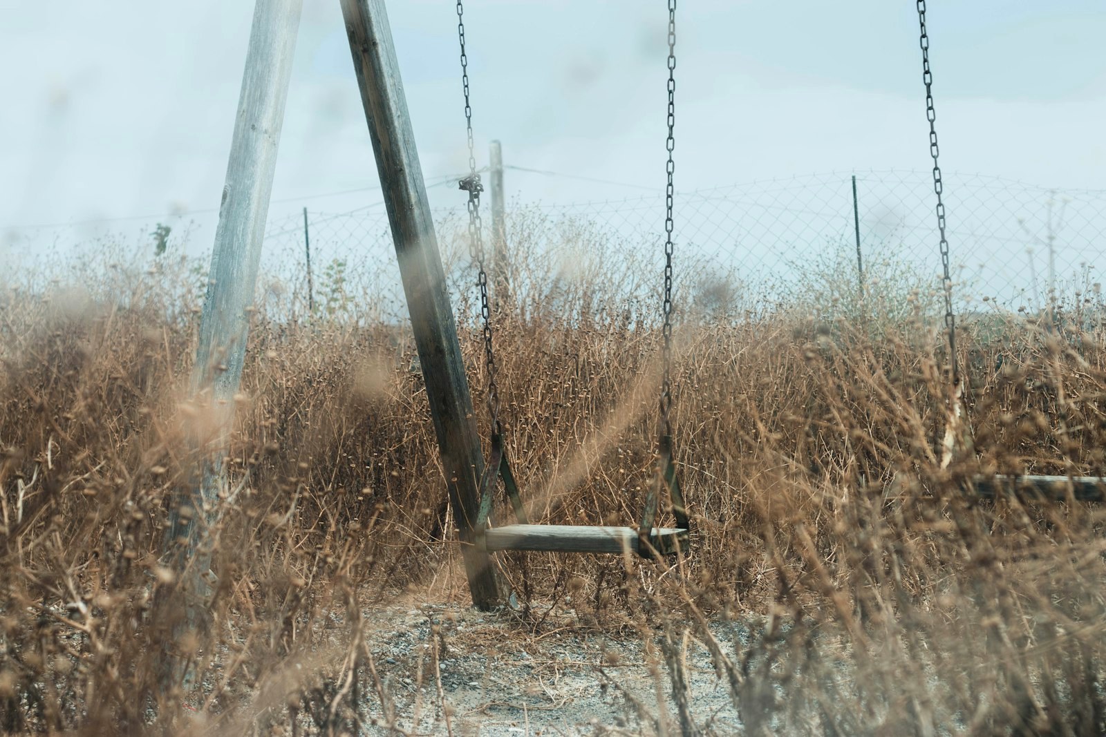 low angle photo of brown grass