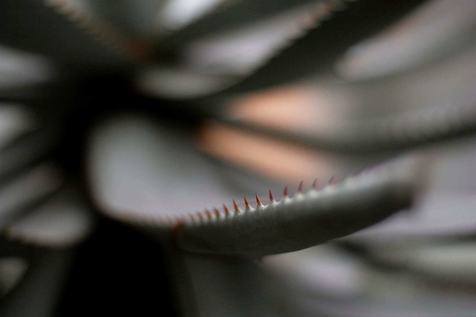 a close up of a toothbrush with a blurry background